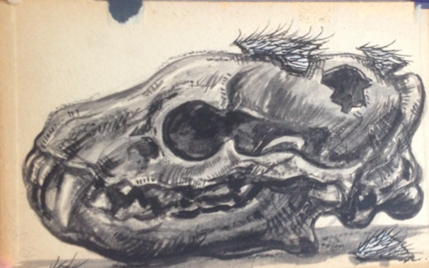 Untitled (Skull Sketch)