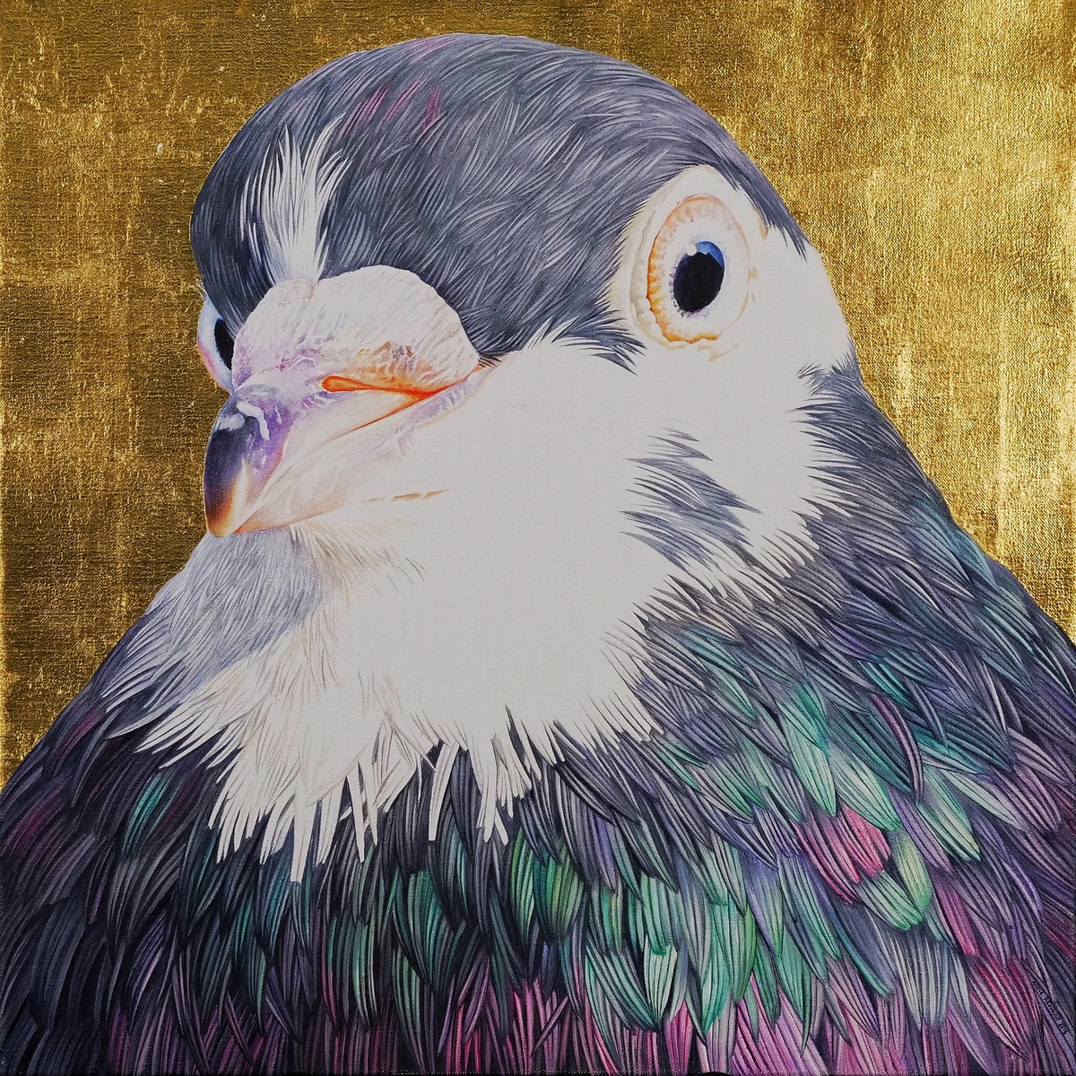 Roller Pigeon